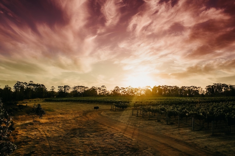 Australian wines achieve ‘stunning’ win at London Decanter World Wine Awards