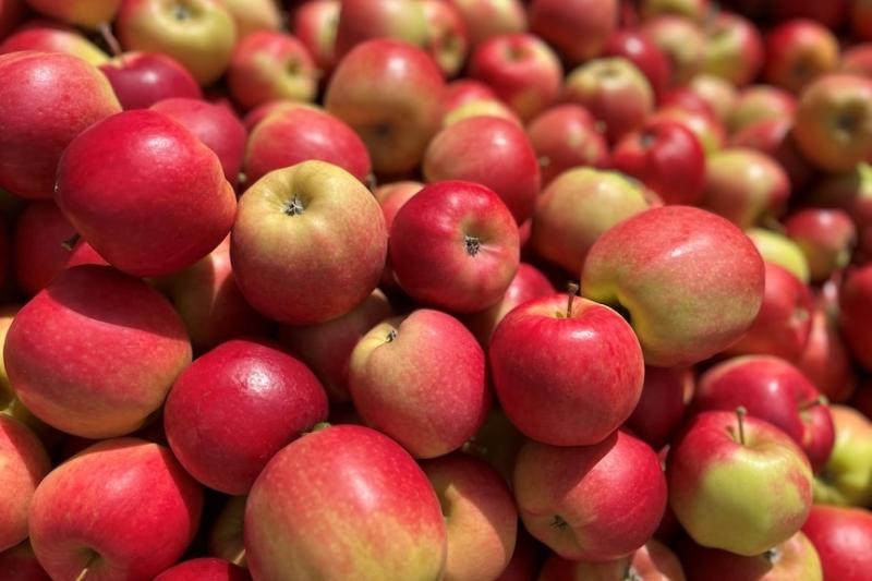 Beer brewers 'stoked' at community's donation of excess apples for their new Tasmanian cider-making venture