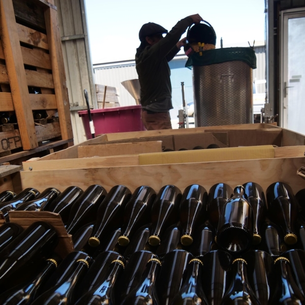 Beer brewers 'stoked' at community's donation of excess apples for their new Tasmanian cider-making venture