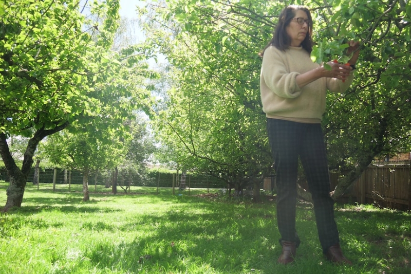 Beer brewers 'stoked' at community's donation of excess apples for their new Tasmanian cider-making venture