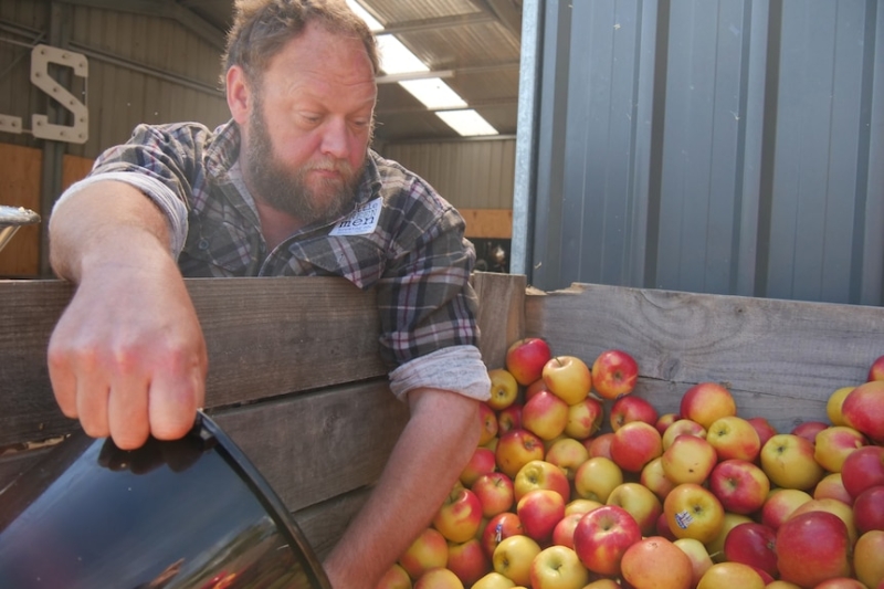 Beer brewers 'stoked' at community's donation of excess apples for their new Tasmanian cider-making venture