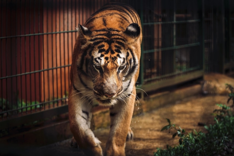 Indonesia's Tiger King Alshad Ahmad filling family garden with wildlife as he works towards building a zoo