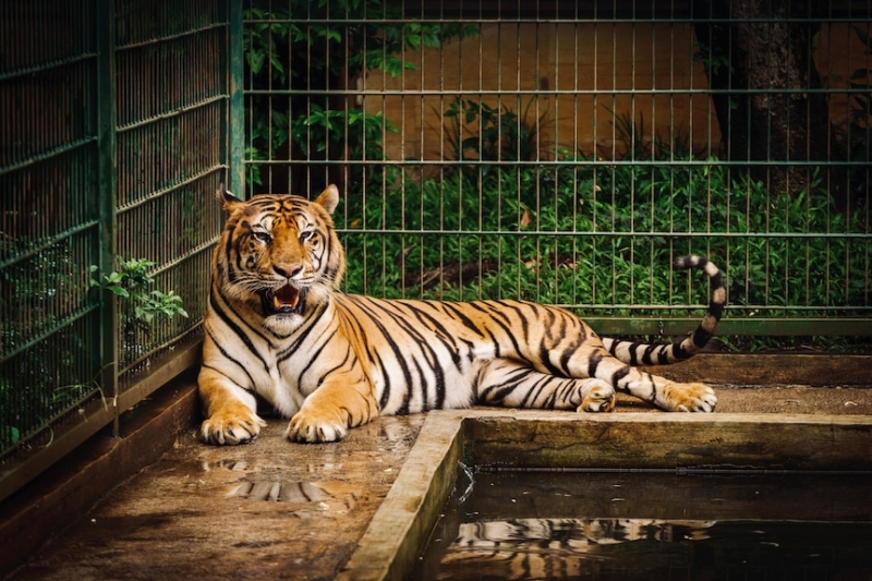 Indonesia's Tiger King Alshad Ahmad filling family garden with wildlife as he works towards building a zoo