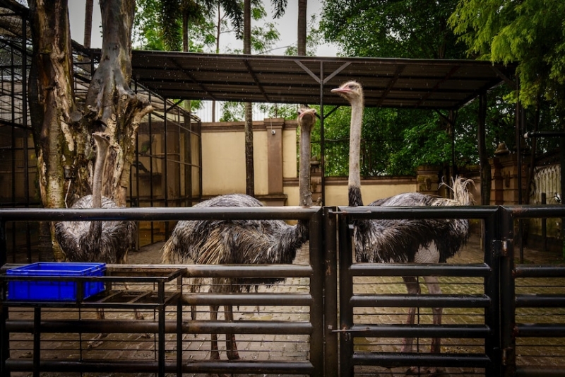 Indonesia's Tiger King Alshad Ahmad filling family garden with wildlife as he works towards building a zoo