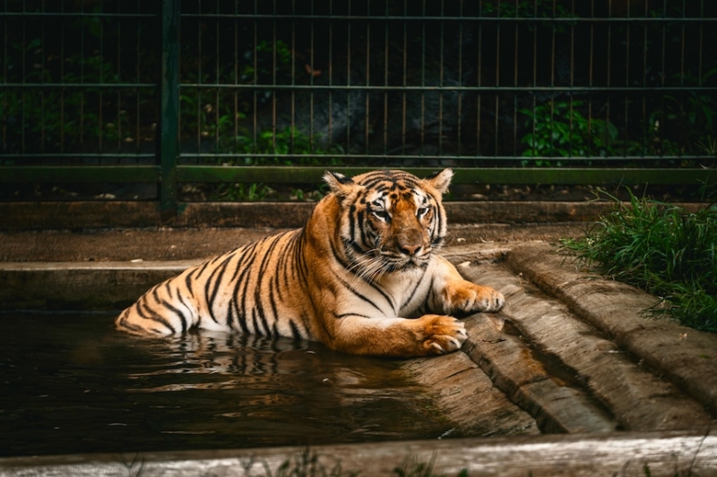 Indonesia's Tiger King Alshad Ahmad filling family garden with wildlife as he works towards building a zoo