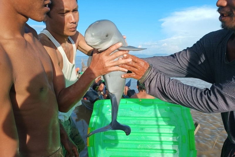 Myanmar fishermen and dolphins' rare partnership faces uncertain future