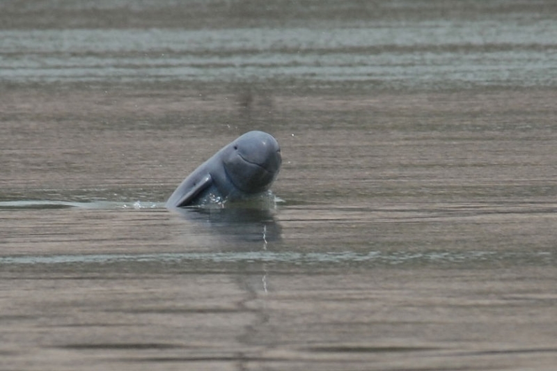 Myanmar fishermen and dolphins' rare partnership faces uncertain future