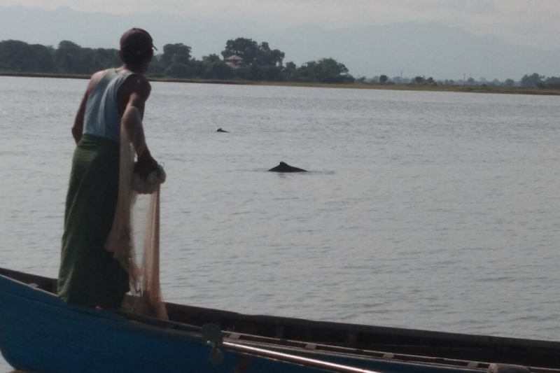 Myanmar fishermen and dolphins' rare partnership faces uncertain future