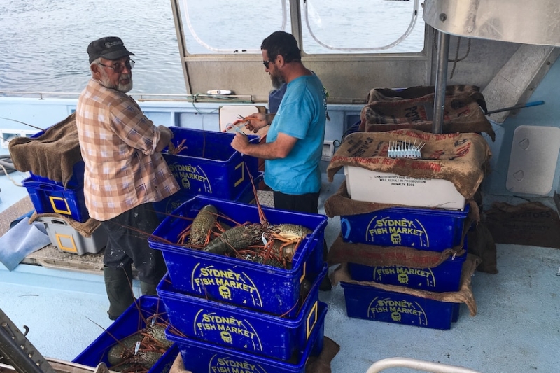 Australian lobster returns to Chinese menus for Lunar New Year after trade ban lifts