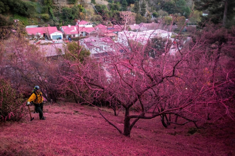 Los Angeles firefighters brace for return of Santa Ana winds as city bathed in hot pink flame retardant