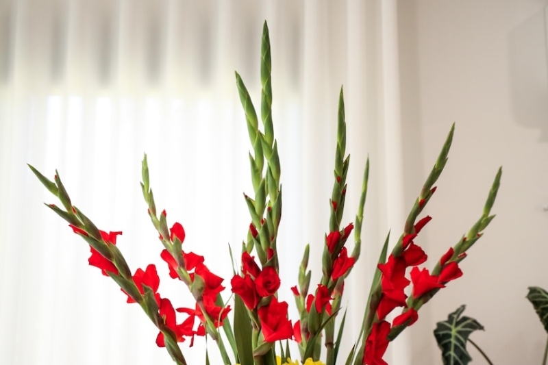 What does the gladiolus have to do with Lunar New Year?