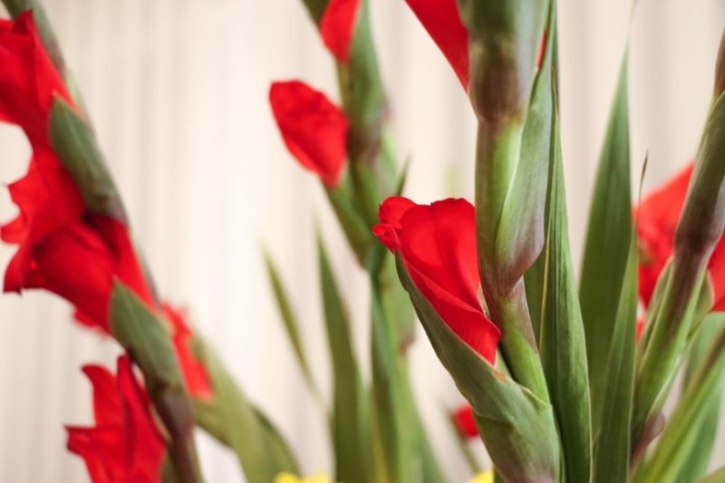 What does the gladiolus have to do with Lunar New Year?