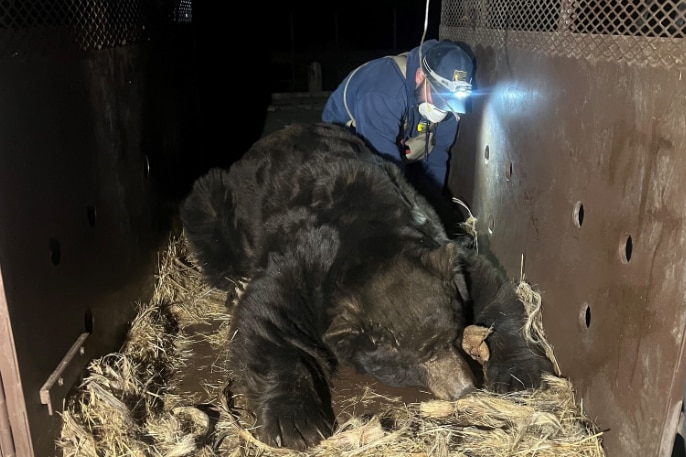 Berry the 238kg bear, who hid under a home to survive LA wildfires, is rescued