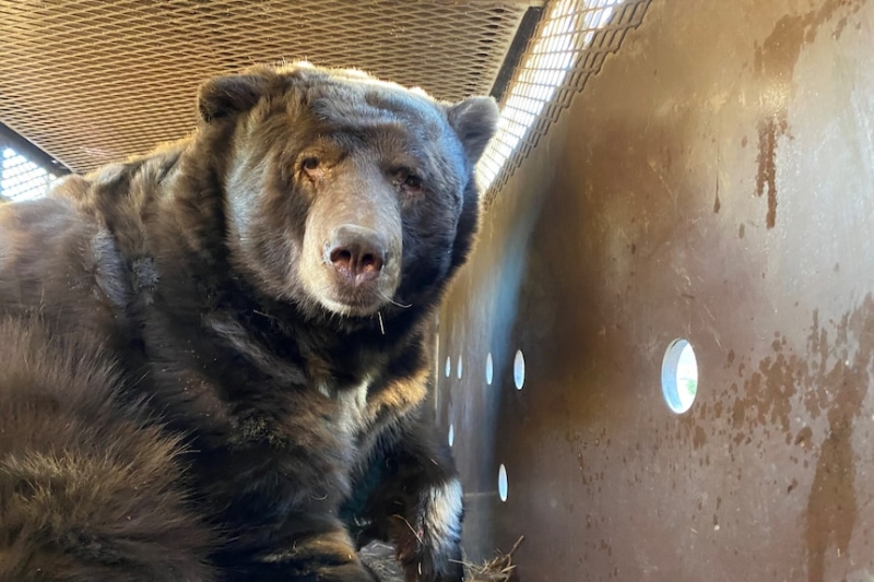 Berry the 238kg bear, who hid under a home to survive LA wildfires, is rescued