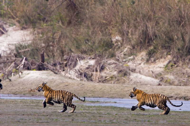 Tiger attacks in Nepal have prime minister considering 'giving them away'