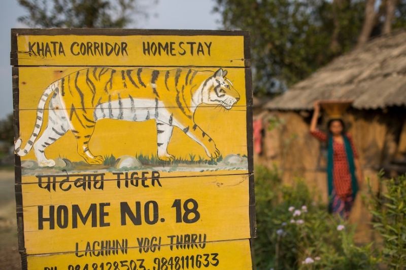 Tiger attacks in Nepal have prime minister considering 'giving them away'