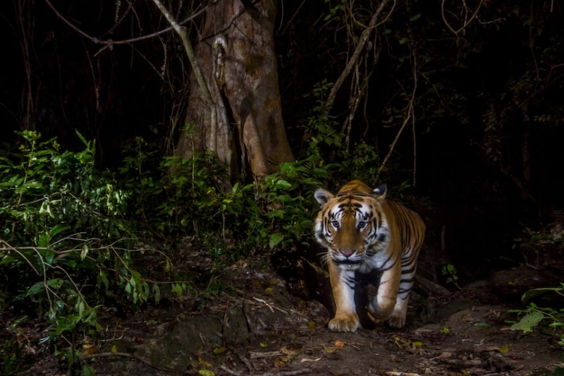 Tiger attacks in Nepal have prime minister considering 'giving them away'